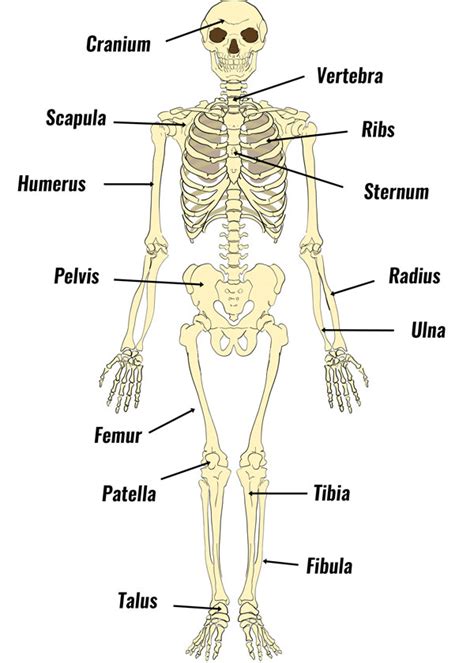 diagram of the human skeleton.